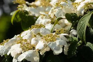 Viburnum plic. 'Pink Beauty' - 40-60 CM C4 - image 3