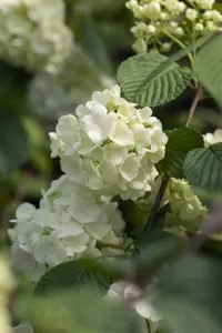 Viburnum plic. 'Popcorn' - 30-40 CM C4 - image 5