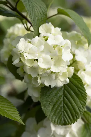 Viburnum plic. 'Popcorn' - 50-60 CM RB - image 3
