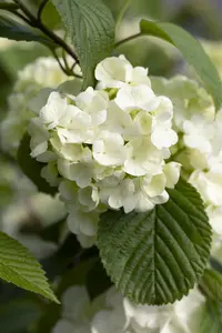 Viburnum plic. 'Popcorn' - 50-60 CM RB - image 3