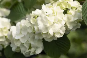 Viburnum plic. 'Popcorn' - 30-40 CM C4 - image 2