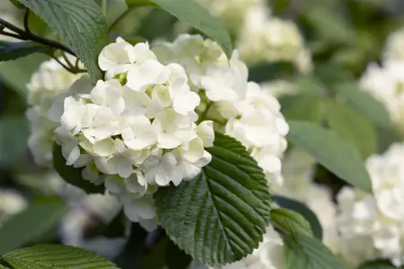 Viburnum plic. 'Popcorn' - 30-40 CM C4 - image 4