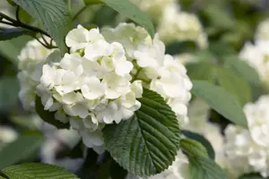 Viburnum plic. 'Popcorn' - 30-40 CM C4 - image 4