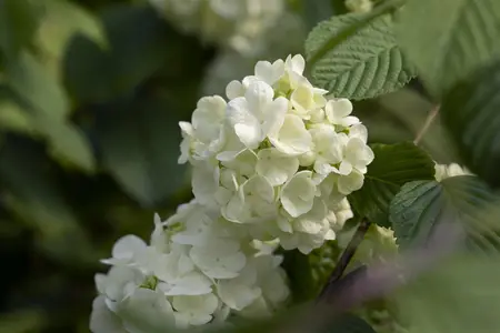 Viburnum plic. 'Popcorn' - 50-60 CM RB - image 1