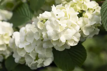 Viburnum plic. 'Popcorn' - 150-175cm cont.80L - image 2