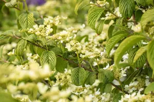 Viburnum plic. 'Rowallane'