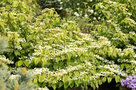 Viburnum plic. 'Rowallane' - 30-40 CM C15 - image 2