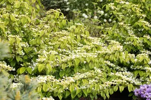 Viburnum plic. 'Rowallane' - 50-60 CM C15 - image 2