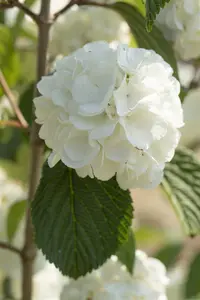 Viburnum plic. 'Shasta' - SOLITAIR 150-175 CM C35 - image 4
