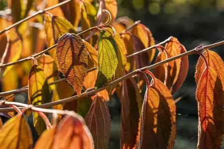 Viburnum plic. 'Shasta' - 40-50 CM C3 - image 5