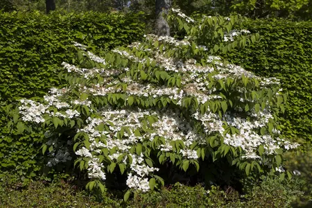 Viburnum plic. 'Shasta' - SOLITAIR 150-175 CM C35 - image 1