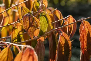Viburnum plic. 'Shasta' - 3 Ltr pot - image 5