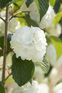 Viburnum plic. 'Shirogami' - 60-80 CM C12 - image 3