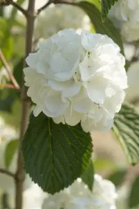 Viburnum plic. 'Shirogami' - 60-80 CM C12 - image 4