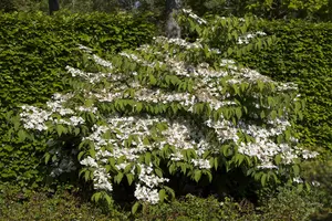Viburnum plic. 'Shirogami' - 30-40 CM C3 - image 1