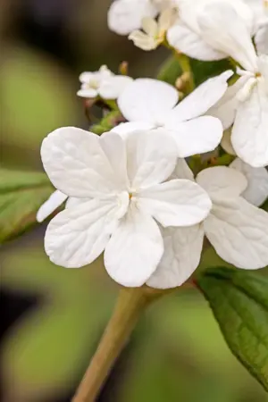 Viburnum plic. 'Summer Snowflake' - 100-125 CM C15 - image 1