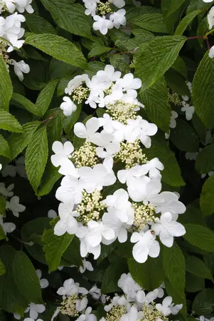 Viburnum plic. 'Summer Snowflake' - 60-80 CM C7.5 - image 5
