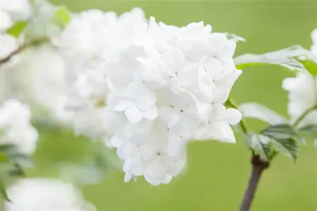 Viburnum plic. 'Summer Snowflake' - 80-100 CM RB - image 2