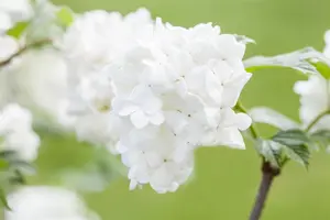 Viburnum plic. 'Summer Snowflake' - 80-100 CM C20 - image 2