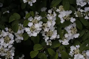 Viburnum plic. 'Summer Snowflake' - 40-50 CM C4 - image 4