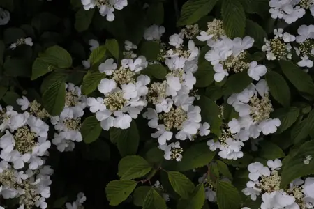 Viburnum plic. 'Summer Snowflake' - 100-125 CM RB - image 4