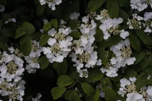 Viburnum plic. 'Summer Snowflake' - 80-100 CM C20 - image 4