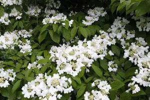 Viburnum plic. 'Summer Snowflake' - 40-50 CM C4 - image 3