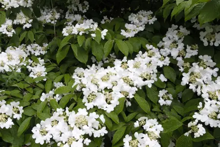 Viburnum plic. 'Summer Snowflake' - 80-100 CM RB - image 3