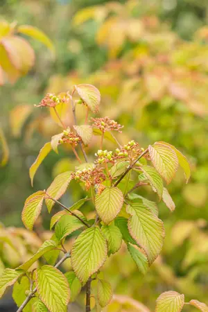 Viburnum plic. tomentosum - 80-90 CM C12 - image 3