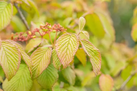 Viburnum plic. tomentosum - 80-90 CM C12 - image 2