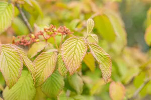 Viburnum plic. tomentosum - 80-90 CM C12 - image 2