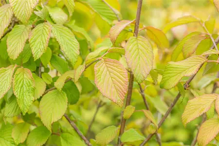Viburnum plic. tomentosum - P9 - image 4