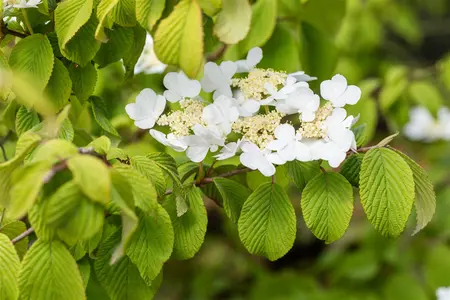 Viburnum plic. tomentosum - P9 - image 1