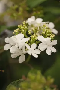 Viburnum plic. 'Watanabe' - 25-30 CM C2.5 - image 5