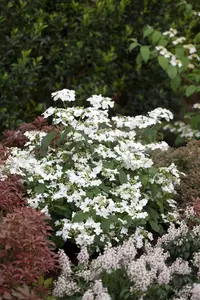 Viburnum plic. 'Watanabe' - 7.5 Ltr pot - image 2