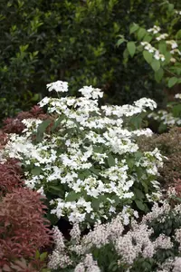 Viburnum plic. 'Watanabe' - 1/2 STDS C15 - image 1