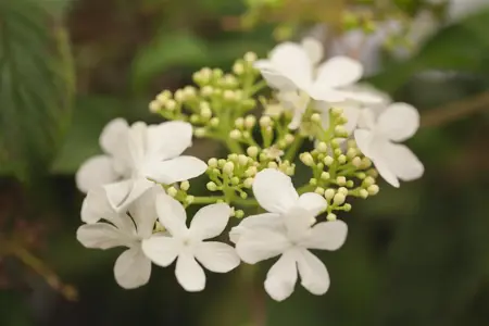 Viburnum plic. 'Watanabe' - 30-40 CM C5 - image 4