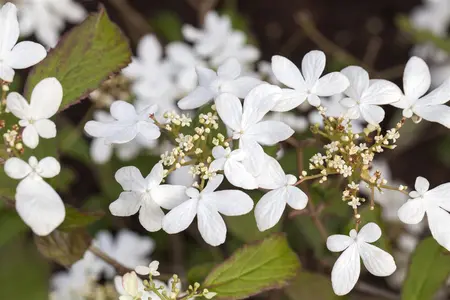 Viburnum plic. 'Watanabe' - 25-30 CM C2.5 - image 3