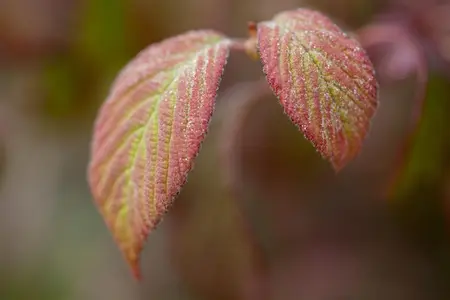Viburnum plic. 'Watanabe' - 80 CM STEM C15 - image 5
