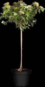 Viburnum plic. 'Watanabe' - 30-40 CM C5 - image 5
