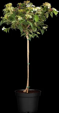 Viburnum plic. 'Watanabe' - 100-125 CM C30 - image 1