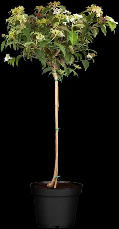 Viburnum plic. 'Watanabe' - 7.5 Ltr pot - image 1