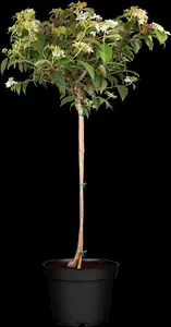 Viburnum plic. 'Watanabe' - 80-100 CM C15 - image 5