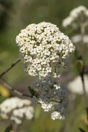Viburnum 'Pragense' - 150-175 CM C35 - image 2