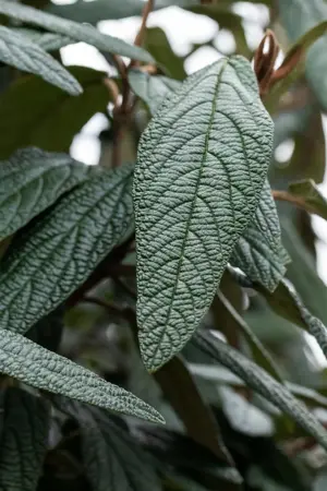 Viburnum 'Pragense' - 150-175 CM C35 - image 3