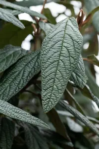 Viburnum 'Pragense' - 150-175 CM C35 - image 3