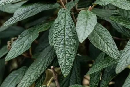 Viburnum 'Pragense' - 40-50 CM C3 - image 4