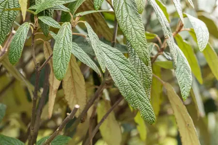Viburnum 'Pragense' - 150-175 CM C35 - image 5