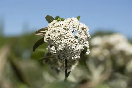 Viburnum 'Pragense' - 10 Ltr pot - image 1