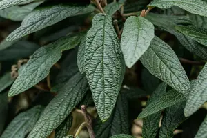 Viburnum 'Pragense' - 10 Ltr pot - image 4
